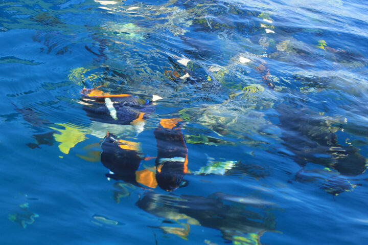 GLASS BOTTOM BOAT ARIES WATER SPORTS - Image 2