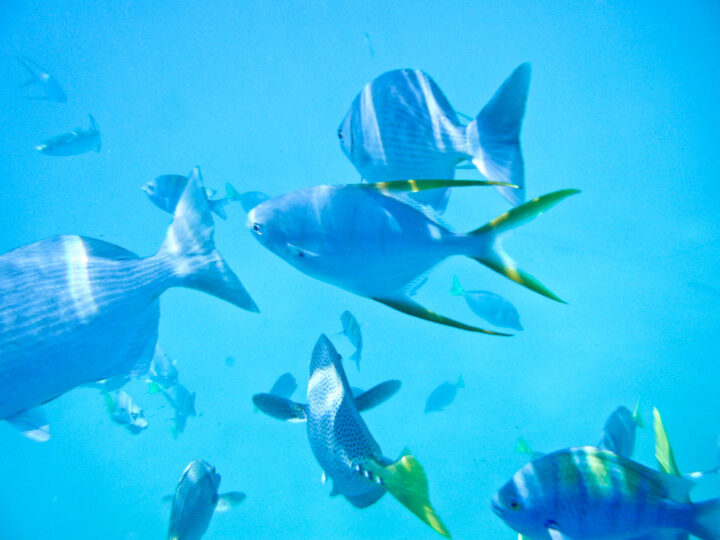 Cabo Sailing Snorkeling Tour
