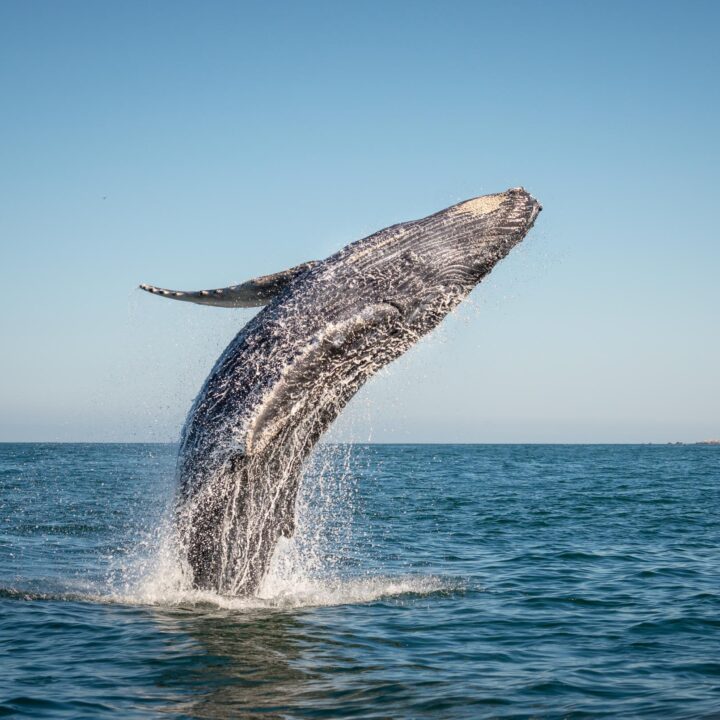 Caborey Whale Watching