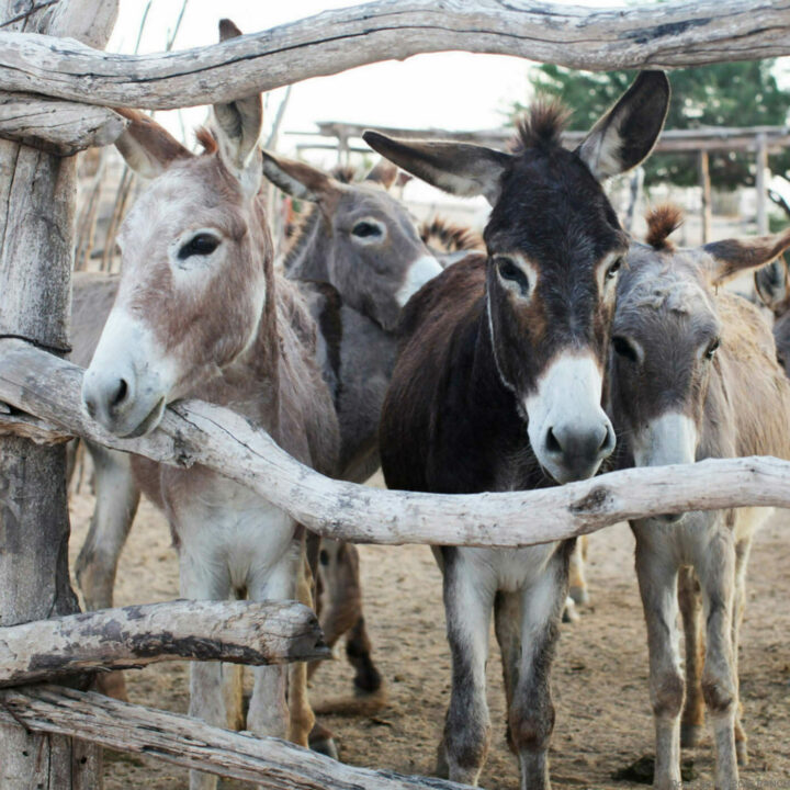 Carisuva Hiking Burro Tour