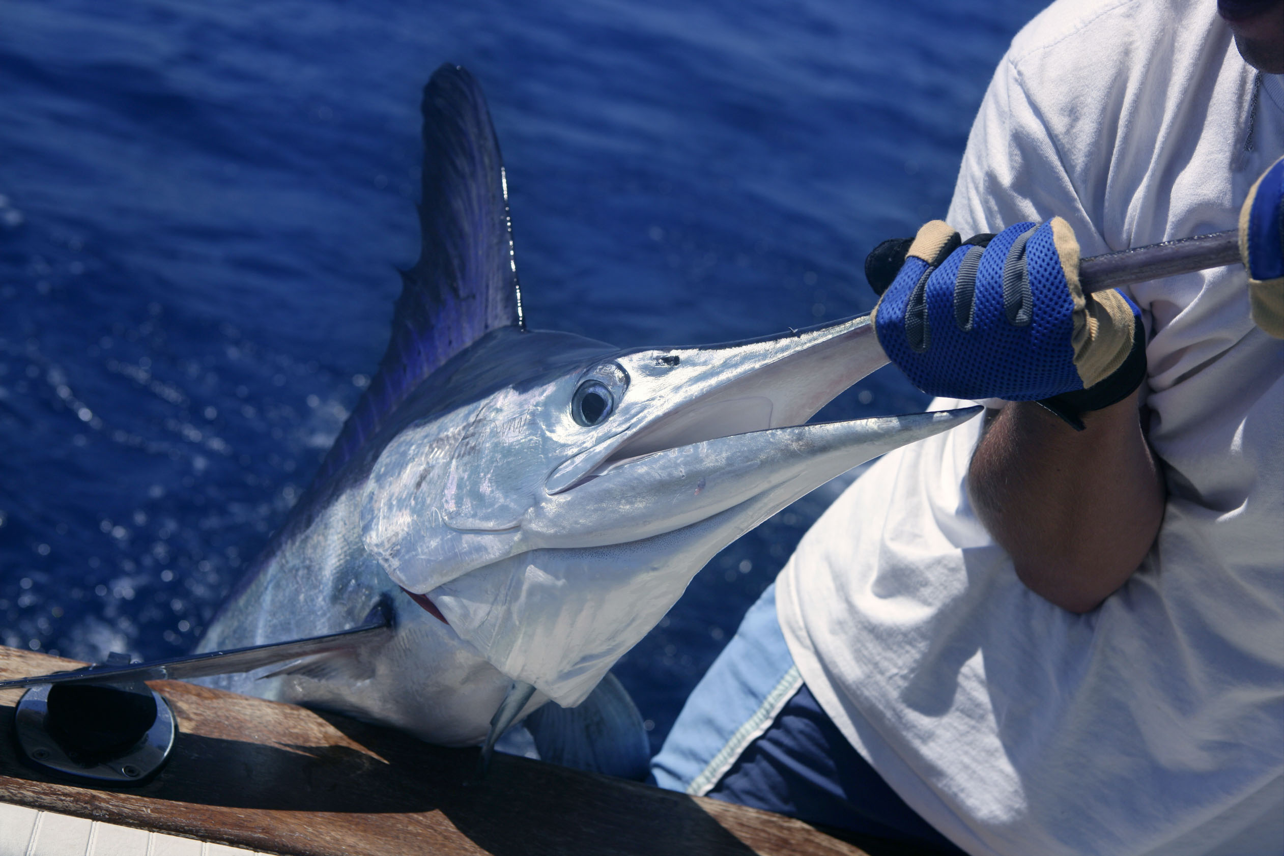 Los Cabos Fishing Boat Rental