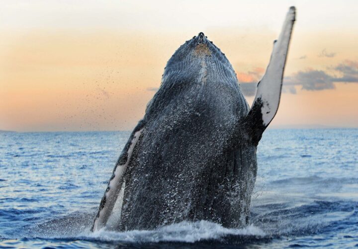Rancho Tours Whale Watching