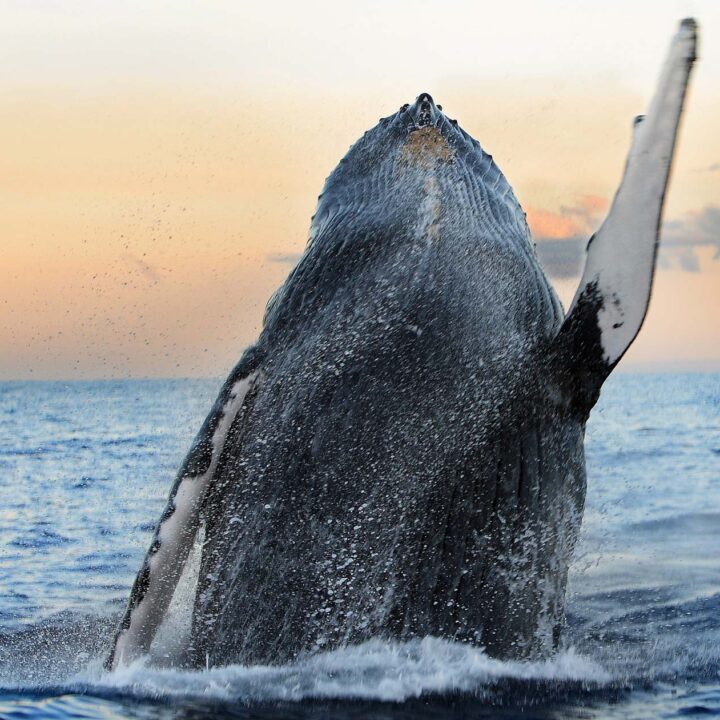 Rancho Tours Whale Watching
