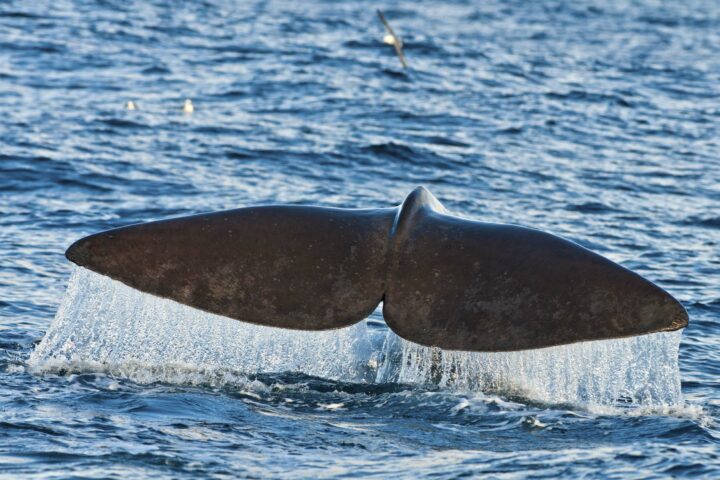 Rancho Tours Whale Watching