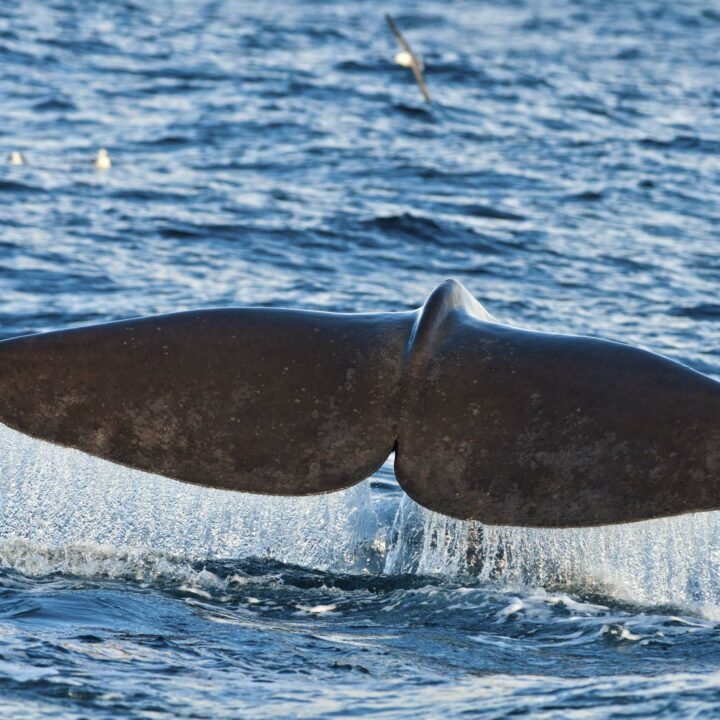 Rancho Tours Whale Watching