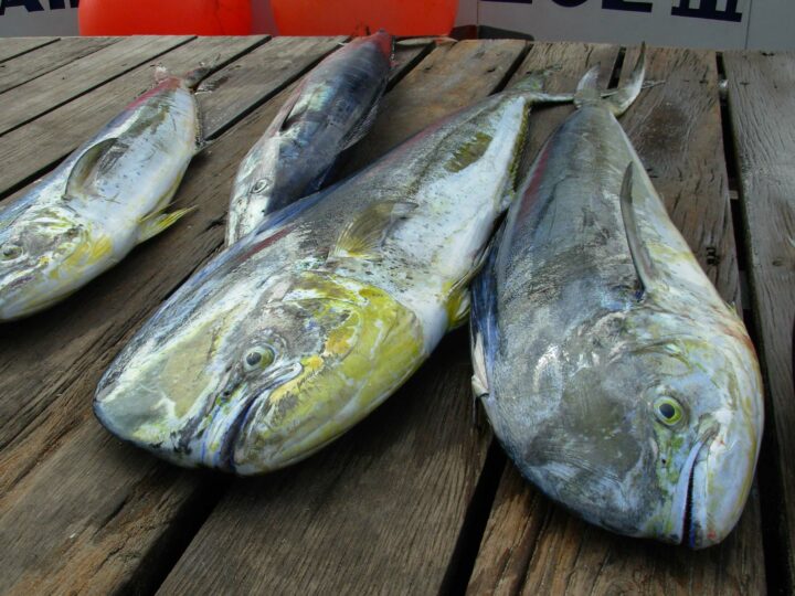 Sushi Time Panga