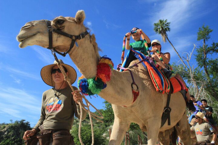Wild Canyon Camel Ride
