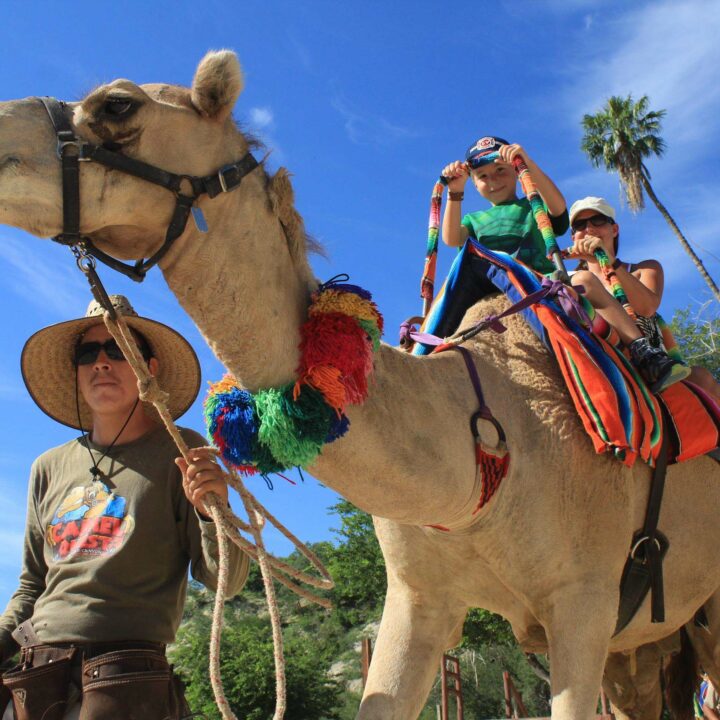 Wild Canyon Camel Ride
