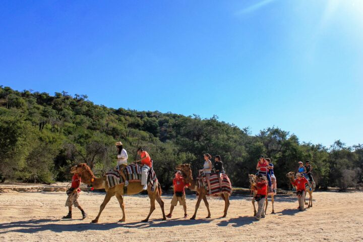 Wild Canyon Camel Ride