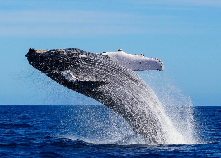 Cabo Trek Whale Watching