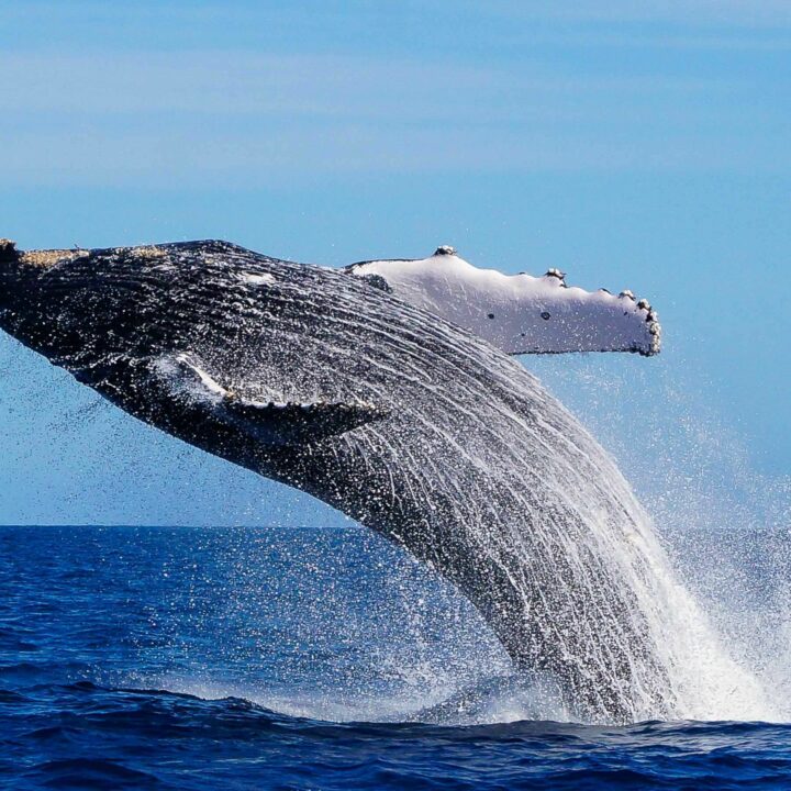 Cabo Trek Whale Watching