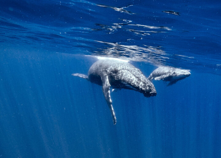 Eco Cat Whale Watching