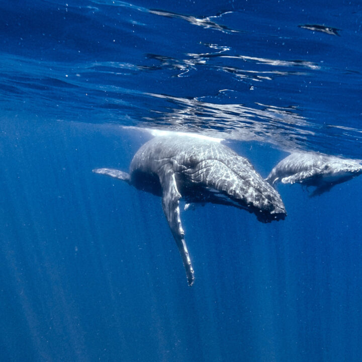 Eco Cat Whale Watching
