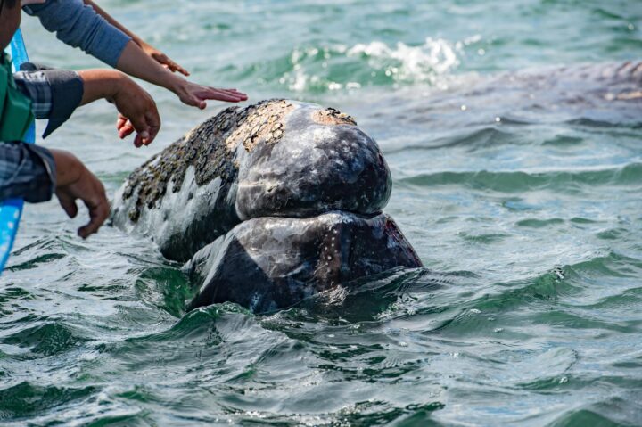 Luvis Tours Gray Whale in Magdalena Bay