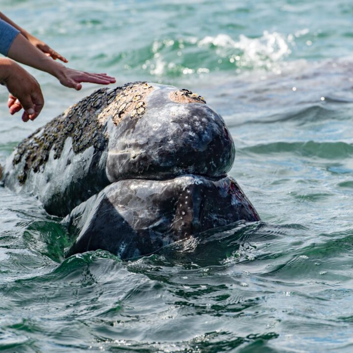 Luvis Tours Gray Whale in Magdalena Bay