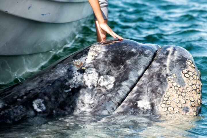 Luvis Tours Gray Whale in Magdalena Bay