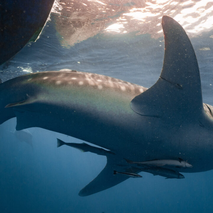 Luvis Tours Whale Shark