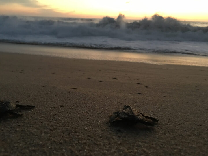 Luvis Tours Turtle Release
