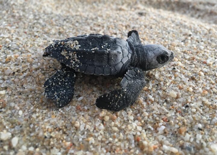 Luvis Turtle Release