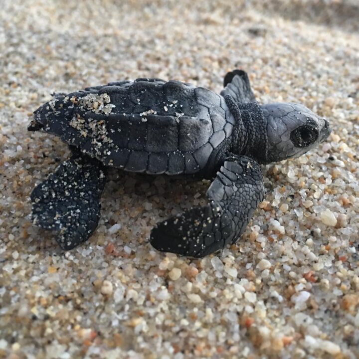 Luvis Turtle Release