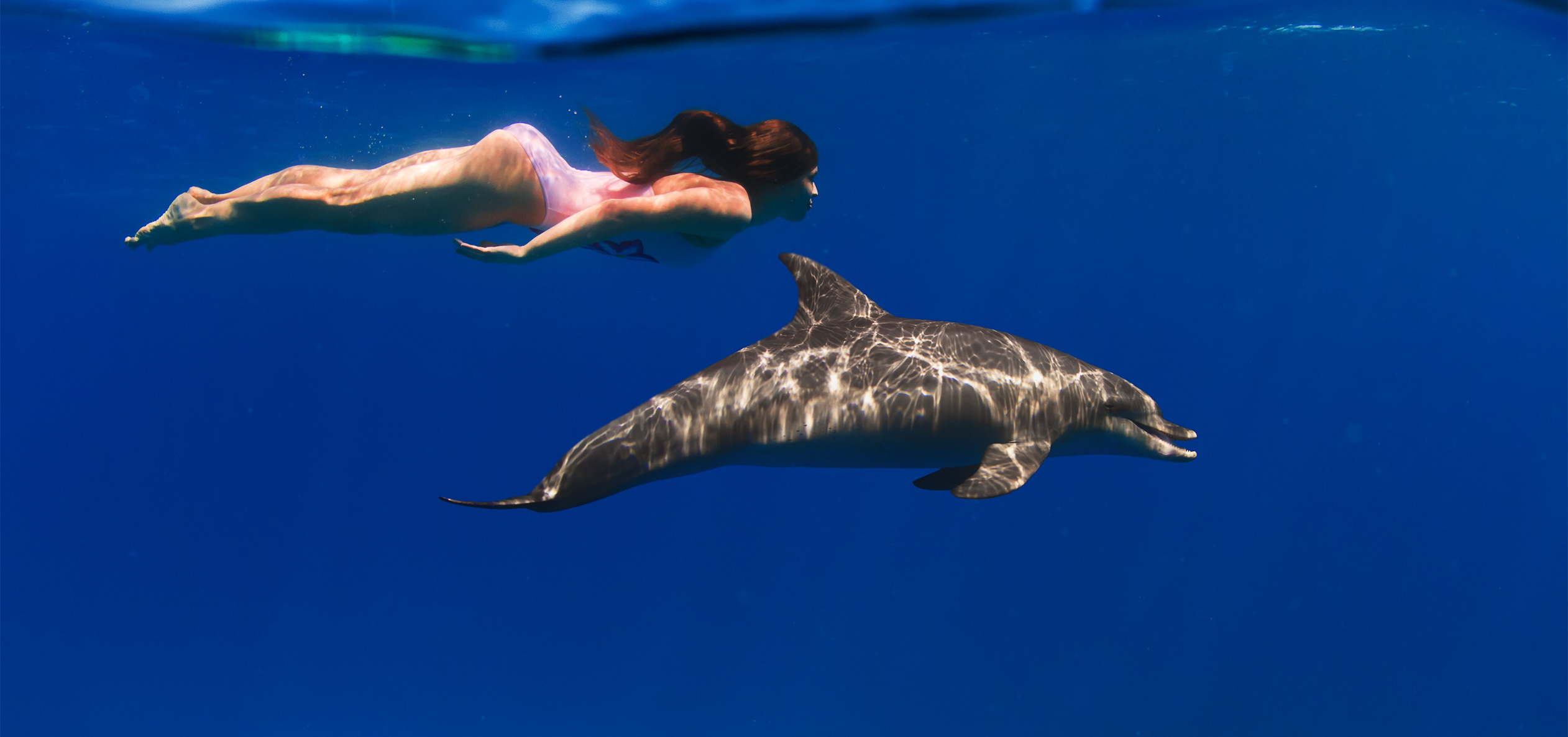 Dolphin Discovery