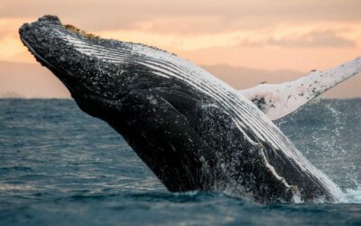 Whale Watching in Cabo