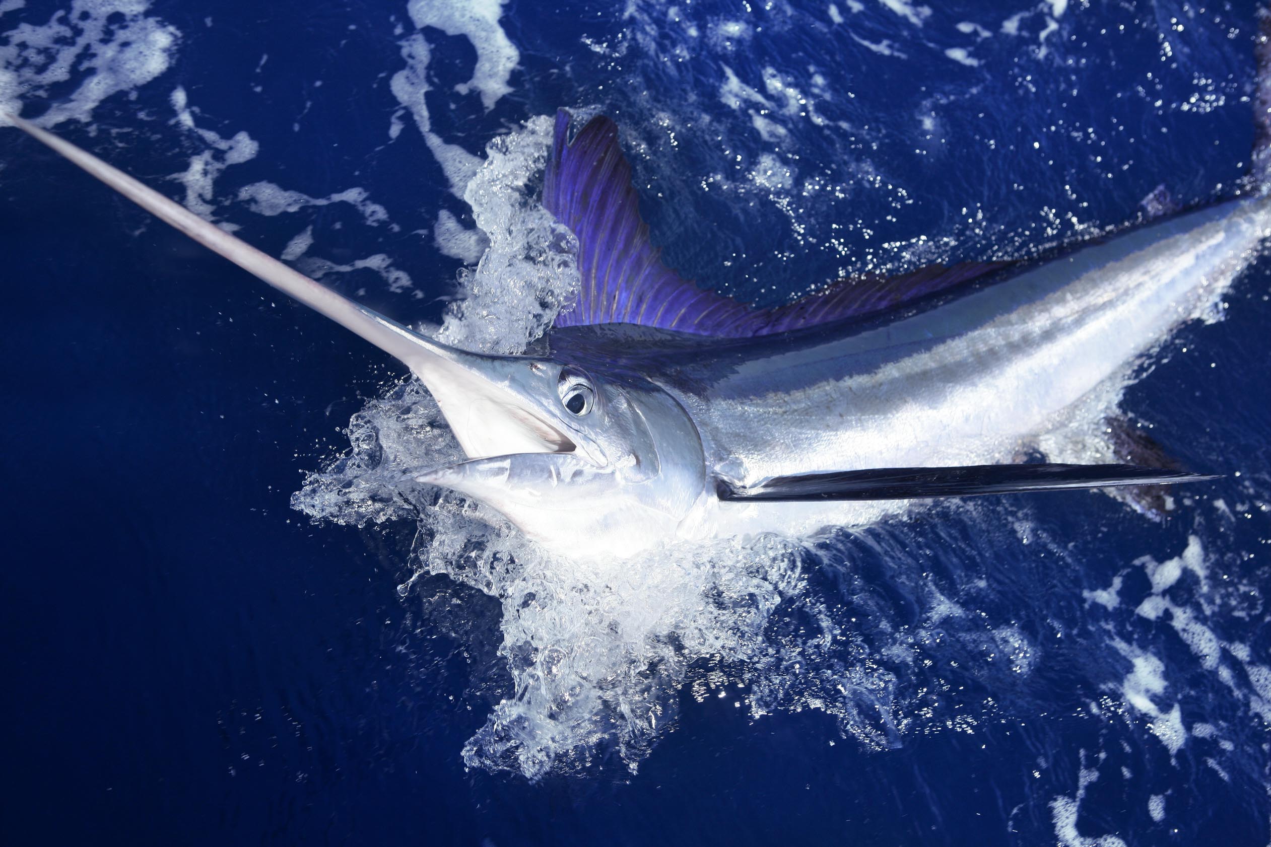 Cabo Sport Fishing Fleet