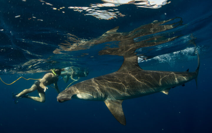 Cabo Shark Dive