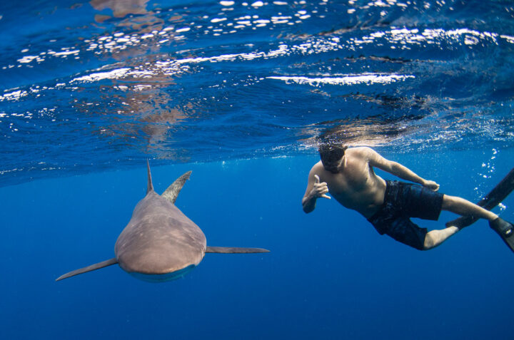 Cabo Shark Dive