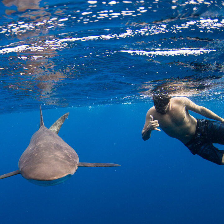 Cabo Shark Dive