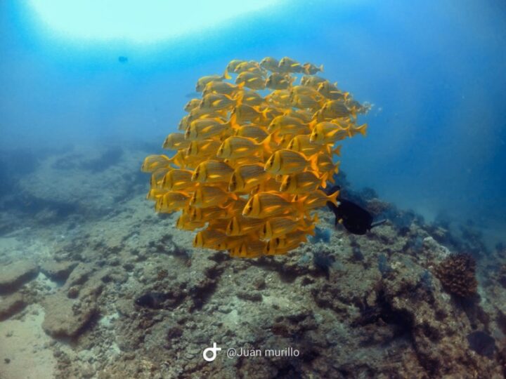 SNORKELING CABO PULMO TRAVEL - Image 2