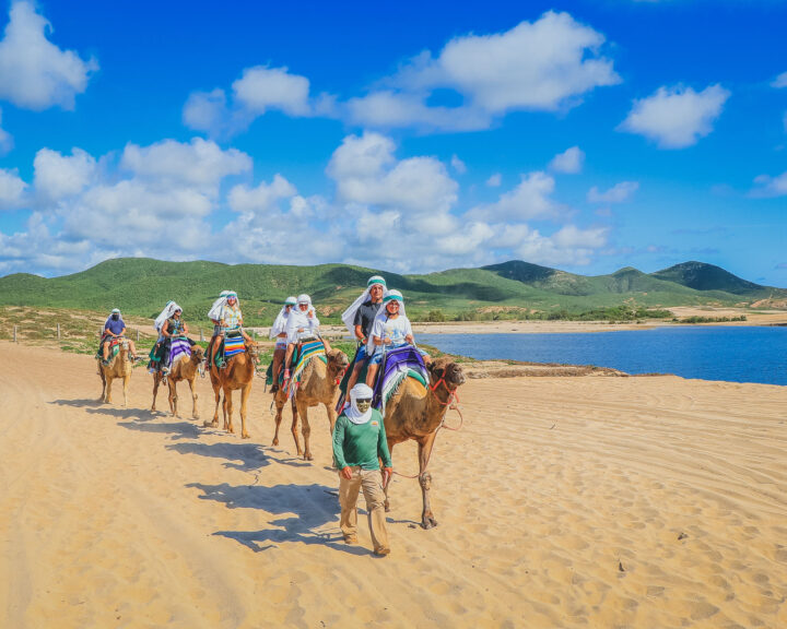 CAMEL RIDE CACTUS - Image 2