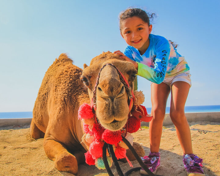 CAMEL RIDE CACTUS