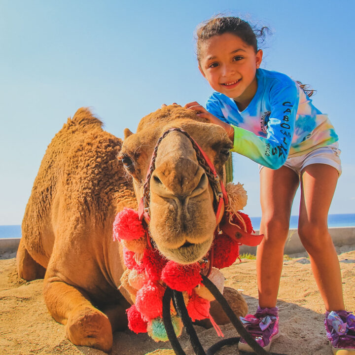 CAMEL RIDE CACTUS