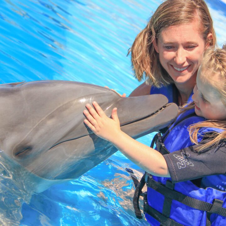 DOLPHIN ENCOUNTER CABO ADVENTURES