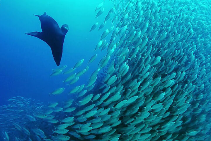 DISCOVER SCUBA DIVING CABO ADVENTURES