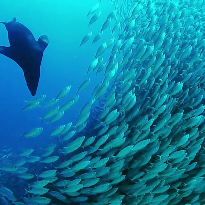 DISCOVER SCUBA DIVING CABO ADVENTURES