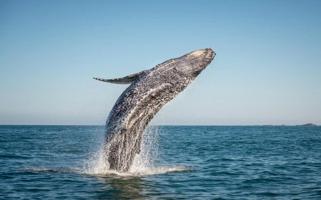 Why Whale Watching in Los Cabos is a Must for Nature Lovers